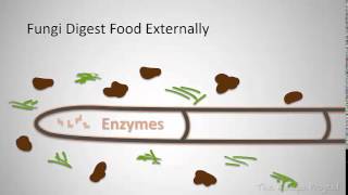 How are fungi different from other organisms [upl. by Ahsa]