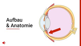 Das Auge  Aufbau und Anatomie [upl. by Bein584]