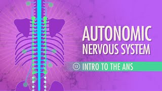 Autonomic Nervous System Crash Course Anatomy amp Physiology 13 [upl. by Gipson]