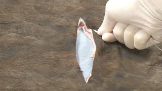 Bovine skin suturing video [upl. by Nahshun]