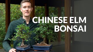 Chinese Elm Bonsai care Ulmus [upl. by Rizzi]