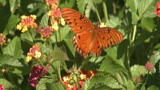 Butterflies and Pollinators [upl. by Rey]