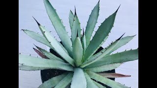 Agave Care Tips And My Agave Collection [upl. by Larissa20]