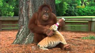 Orangutan Babysits Tiger Cubs AnimalsMediacom [upl. by Oza880]