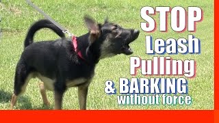 How to Train your Dog to Stop Pulling on Leash Without Force and Without Treats Zeus the GSD [upl. by Ernesta]