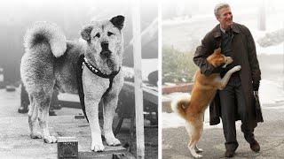 The Story of Hachiko [upl. by Eissen178]