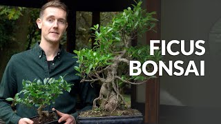 Ficus Bonsai tree care [upl. by Ennylyak123]