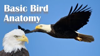 Basic Bird Anatomy [upl. by Berlinda]