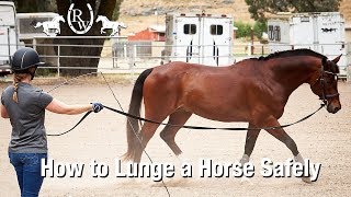 How to Lunge a Horse Safely [upl. by Gapin]