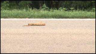 Snake hit by Car [upl. by Rector]