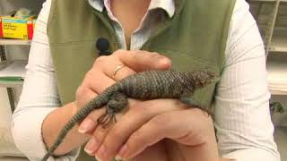 Western Fence Lizard Facts [upl. by Babbie713]