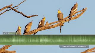 Cockatiel sounds  The calls of wild cockatiels quarrions in the Australian outback [upl. by Emmer]