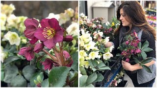 Planting Hellebores  Garden Answer [upl. by Harri]