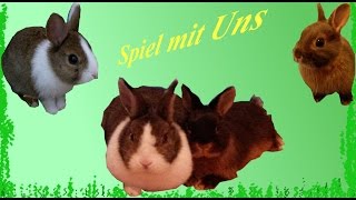 Haustiere beschäftigen  Zwergkaninchen [upl. by Perice]