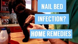 Dog Nail Infection 7 Holistic Remedies [upl. by Dnallor]