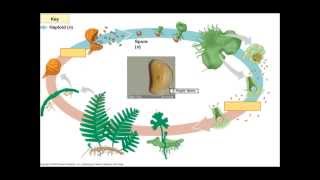 The Fern Lifecycle [upl. by Natehc]