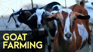 Goat Farming  FULL Version  Agribusiness How It Works [upl. by Witty]