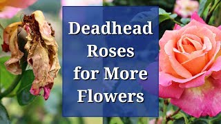 Deadhead Roses for More Flowers [upl. by Ybur300]