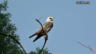 Mississippi Kite Call  Mississippi Kite Sound  Mississippi Kite Bird Bird  Mississippi Kite Hawk [upl. by Wiltshire777]