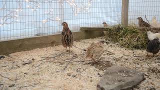 Coturnix Quail  Mating Calls amp Male Sounds [upl. by Unity486]