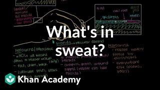 Whats in sweat Holocrine Apocrine Merocrine Glands  NCLEXRN  Khan Academy [upl. by Leban]