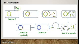 REPRODUCCION EN BACTERIAS PROTISTAS Y HONGOS [upl. by Lokcin]