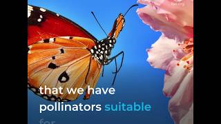 Pollinators our allies against climate change [upl. by Novyad110]