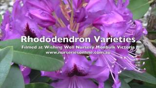 How to Grow Rhododendrons  Varieties and General Care [upl. by Lovmilla]