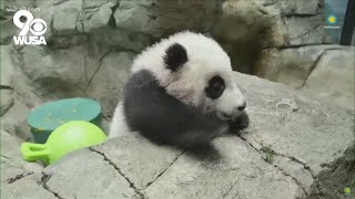 National Zoos baby panda goes live for first virtual meet and greet [upl. by Yasmeen]