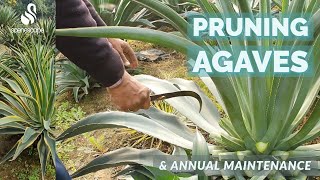 Pruning Agaves amp Annual Maintenance [upl. by Airamesor]