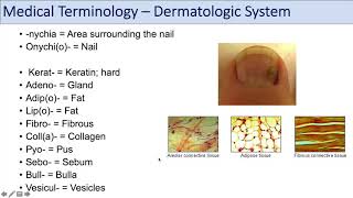 Medical Terminology  Lesson 10  Skin and Skin Conditions Dermatology [upl. by Akcirehs]