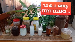 14 Everyday fertilizer for any plants Tamil [upl. by Penelopa]