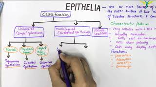 EPITHELIUM  Classification  Basic Histology [upl. by Noirda]