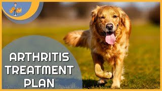 Treating Arthritis in Dogs  a plan to keep them pain free [upl. by Godart343]