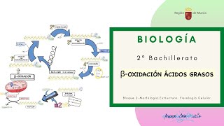 BETA OXIDACIÓN ÁCIDOS GRASOS [upl. by Iohk310]