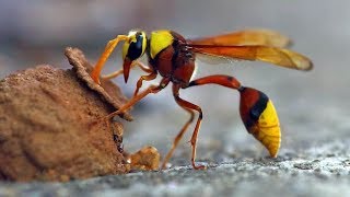 Top 13 Types Of WASPS to Look Out For This Summer [upl. by Aneez957]