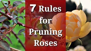 7 Rules for Pruning Roses [upl. by Anivlac]