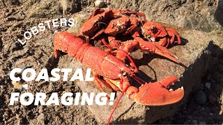 COASTAL FORAGING Lobsters  Velvet Swimming Crabs  Cooking On The Rocks [upl. by Assenev]