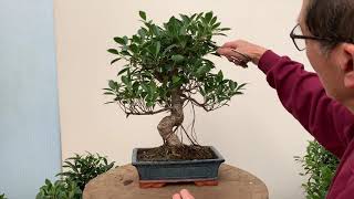 Ficus Bonsai Care and Pruning [upl. by Eybba581]