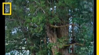 Redwoods The Tallest Trees  National Geographic [upl. by Rehteh]