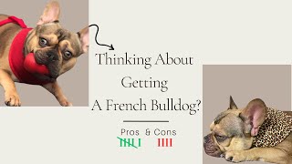 French Bulldog Pros And Cons  Should You Get A Frenchie [upl. by Sirehc44]