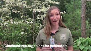 Plant for Pollinators Challenge  Cincinnati Zoo [upl. by Ellahcim]