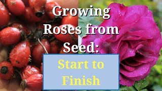 Grow Roses from Seed Start to Finish [upl. by Andrey]