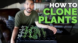 How to Clone Plants Propagating in an Aeroponic System 101 [upl. by Branch]