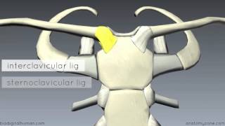 Sternoclavicular Joint  3D Anatomy Tutorial [upl. by Nuahsar784]