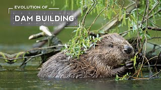 How Beavers Evolved to Build Dams [upl. by Nagap609]