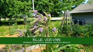 Lets Learn About Blue Vervain Verbena hastata [upl. by Catina]