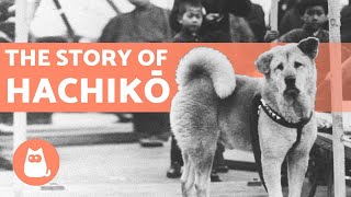 The EMOTIONAL Story of HACHIKO The faithful dog 🐶 [upl. by Castara]