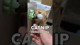 Catnip Hierba Gatera ¿Bueno o Malo 🐈animal animales gatos gato catnip mascotas [upl. by Silevi]