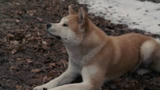 AFFIRM Films Presents Hachi A Dogs Tale [upl. by Htinek835]